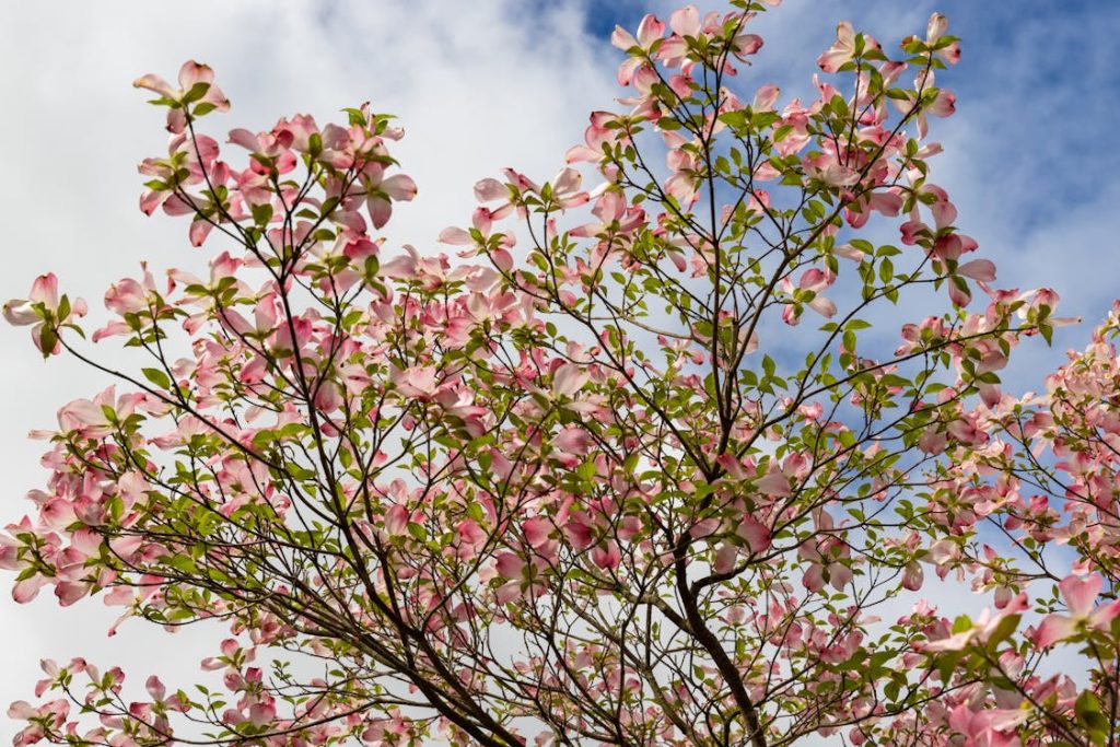 ফুলেল ডগউড (Flowering Dogwood)