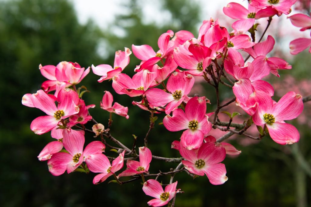 ফুলেল ডগউড (Flowering Dogwood)