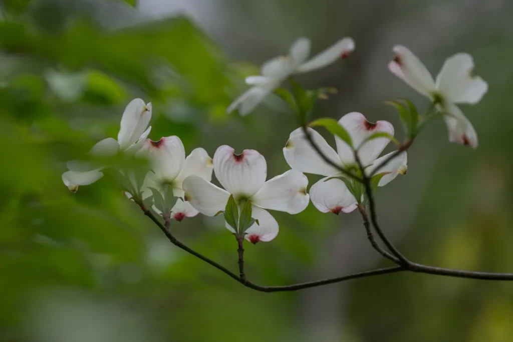ফুলেল ডগউড (Flowering Dogwood)