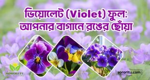 ভিয়োলেট (Violet) ফুল আপনার বাগানে রঙের ছোঁয়া