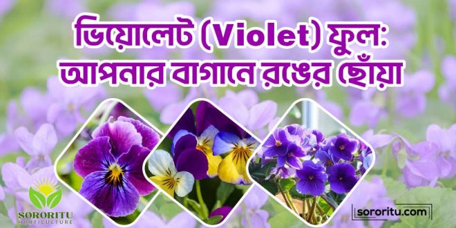 ভিয়োলেট (Violet) ফুল আপনার বাগানে রঙের ছোঁয়া