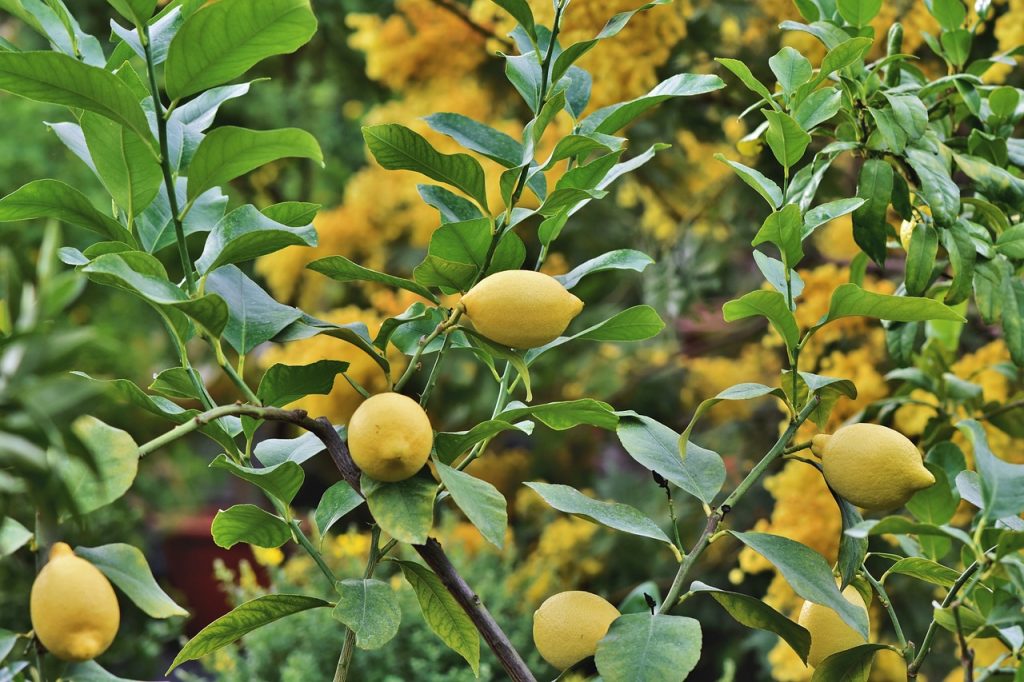 লেবুর চারা গাছ যত্ন ও পরিচর্যার সহজ উপায়
