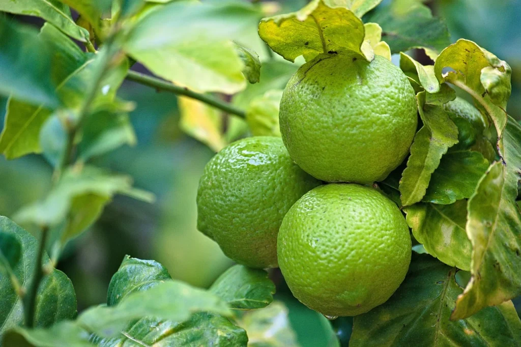 লেবুর চারা গাছ যত্ন ও পরিচর্যার সহজ উপায়
