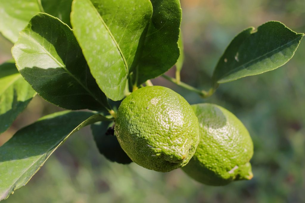 লেবুর চারা গাছ যত্ন ও পরিচর্যার সহজ উপায়
