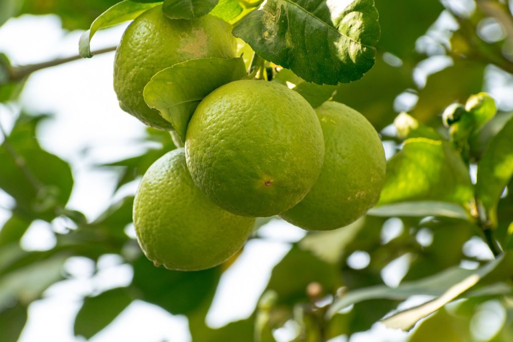 লেবুর চারা গাছ যত্ন ও পরিচর্যার সহজ উপায়
