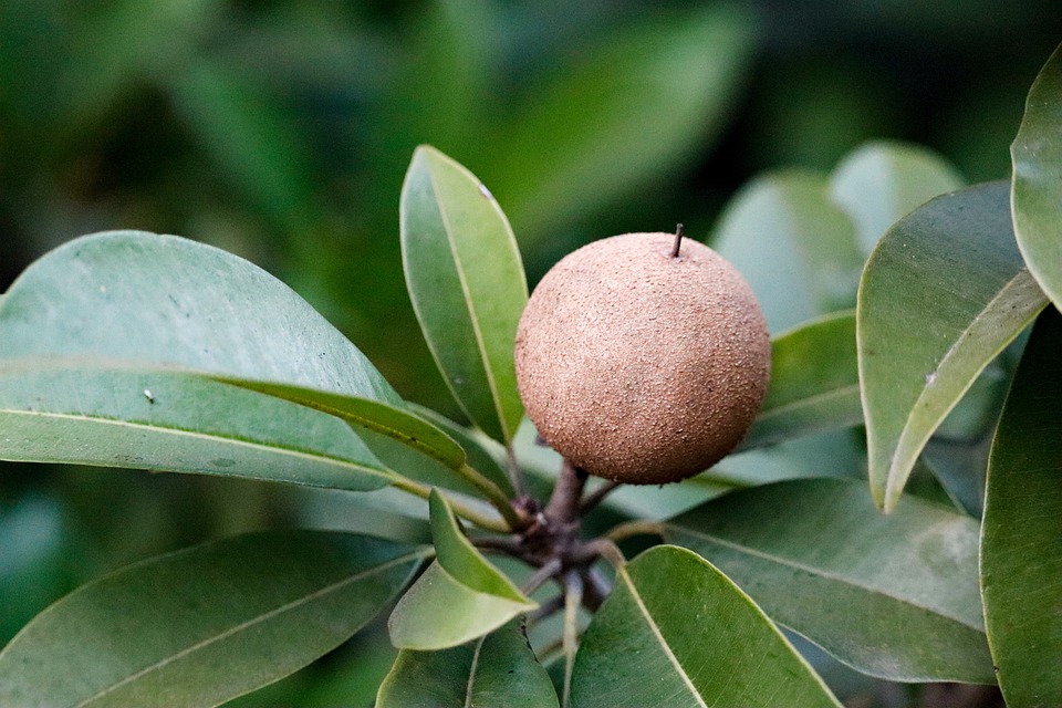 সফেদা (Sapodilla) গাছের চারা: সহজে চাষ ও পরিচর্যার টিপস