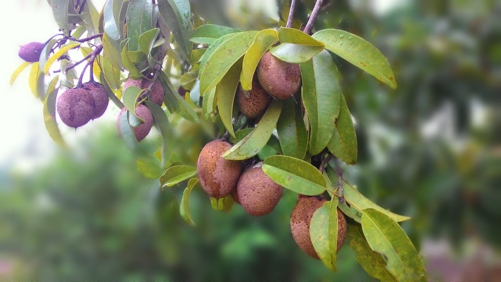 সফেদা (Sapodilla) গাছের চারা: সহজে চাষ ও পরিচর্যার টিপস