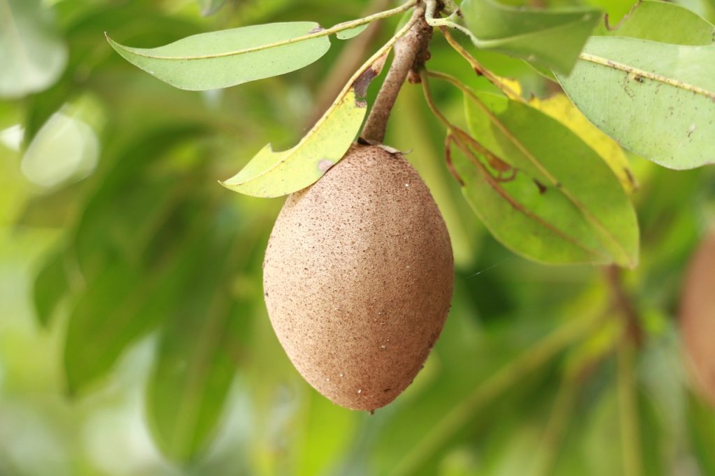 সফেদা (Sapodilla) গাছের চারা: সহজে চাষ ও পরিচর্যার টিপস