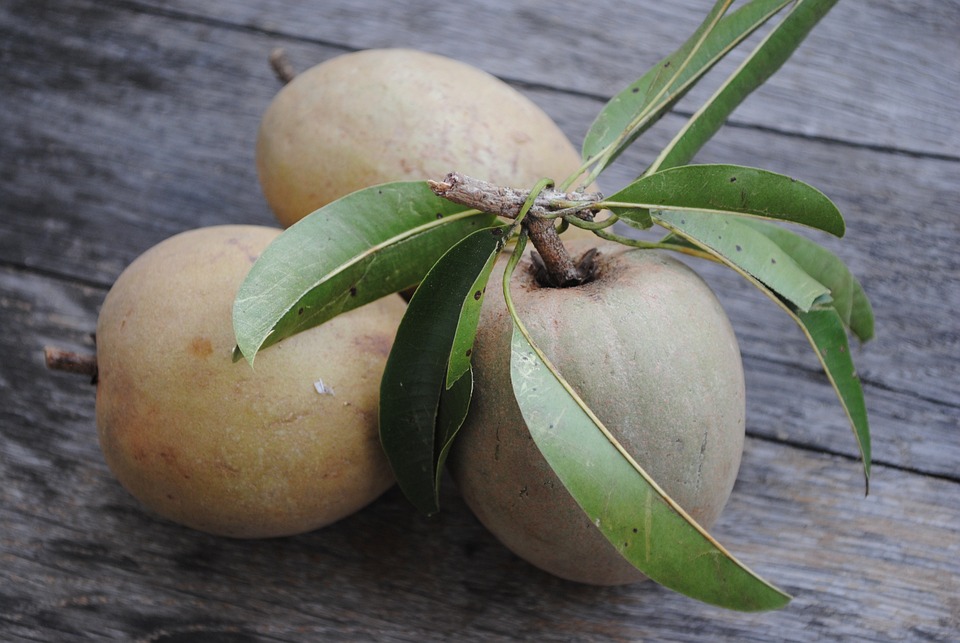 সফেদা (Sapodilla) গাছের চারা: সহজে চাষ ও পরিচর্যার টিপস