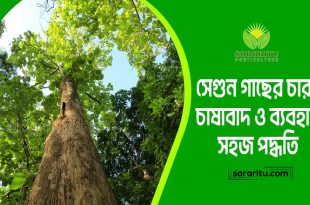 সেগুন গাছের চারা: চাষাবাদ ও ব্যবহার সহজ পদ্ধতি