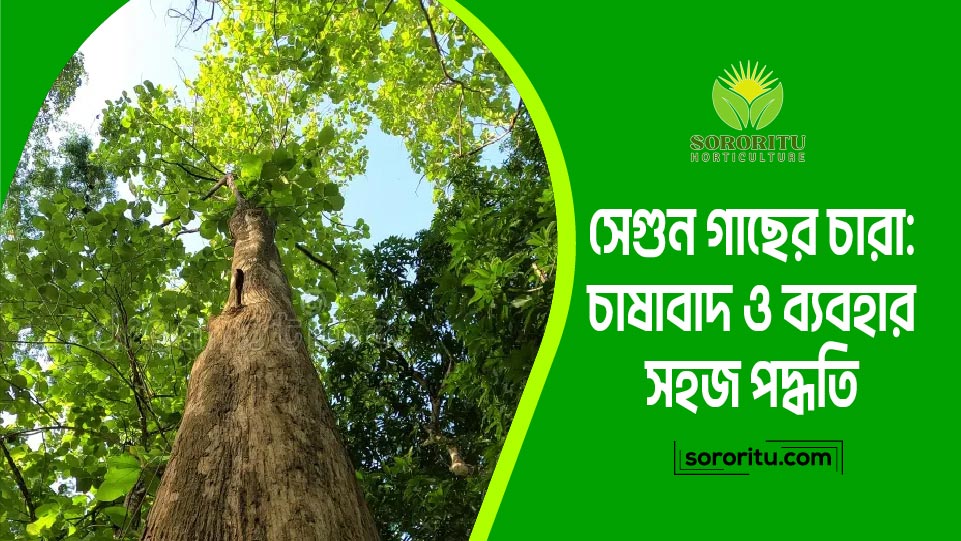 সেগুন গাছের চারা: চাষাবাদ ও ব্যবহার সহজ পদ্ধতি
