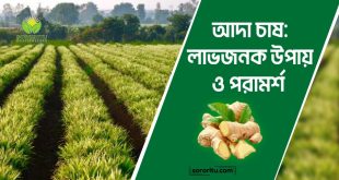 আদা চাষ লাভজনক উপায় ও পরামর্শ
