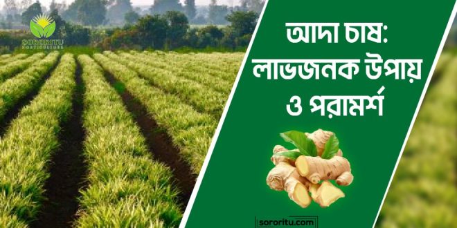 আদা চাষ লাভজনক উপায় ও পরামর্শ