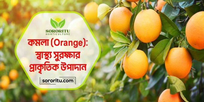 কমলা (Orange) স্বাস্থ্য সুরক্ষার প্রাকৃতিক উপাদান