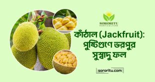 কাঁঠাল (Jackfruit) পুষ্টিগুণে ভরপুর সুস্বাদু ফল