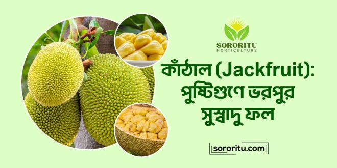 কাঁঠাল (Jackfruit) পুষ্টিগুণে ভরপুর সুস্বাদু ফল