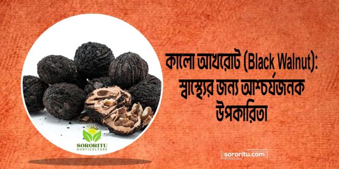 কালো আখরোট (Black Walnut): স্বাস্থ্যের জন্য আশ্চর্যজনক উপকারিতা