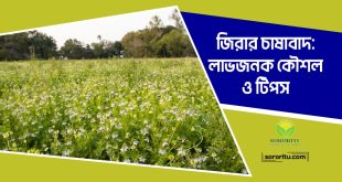 জিরার চাষাবাদ: লাভজনক কৌশল ও টিপস