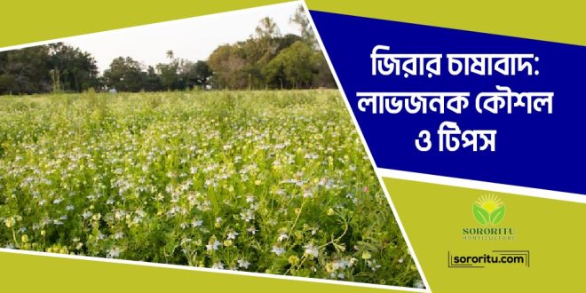 জিরার চাষাবাদ: লাভজনক কৌশল ও টিপস