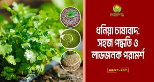 ধনিয়া চাষাবাদ: সহজ পদ্ধতি ও লাভজনক পরামর্শ