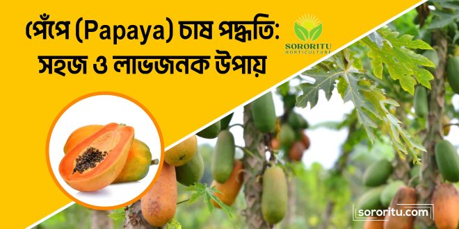 পেঁপে (Papaya) চাষ পদ্ধতি সহজ ও লাভজনক উপায়