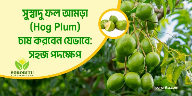 সুস্বাদু ফল আমড়া (Hog Plum) চাষ করবেন যেভাবে সহজ পদক্ষেপ