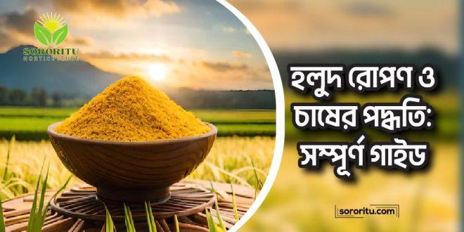 হলুদ রোপণ ও চাষের পদ্ধতি: সম্পূর্ণ গাইড