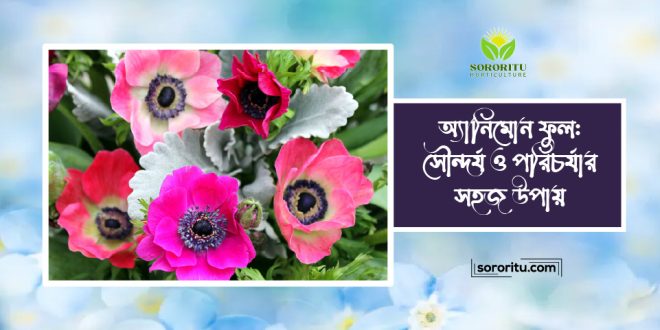 অ্যানিমোন ফুল: সৌন্দর্য ও পরিচর্যার সহজ উপায়
