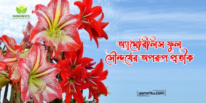 অ্যামেরিলিস ফুল: সৌন্দর্যের অপরূপ প্রতীক