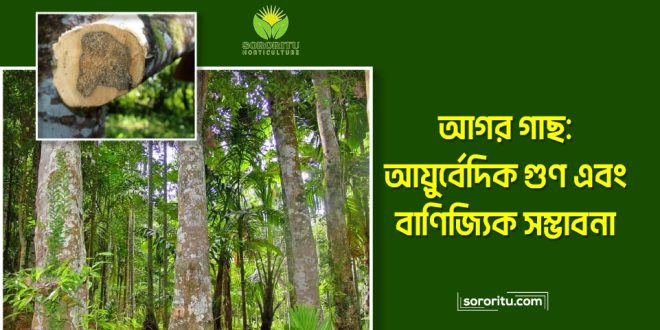 আগর গাছ: আয়ুর্বেদিক গুণ এবং বাণিজ্যিক সম্ভাবনা