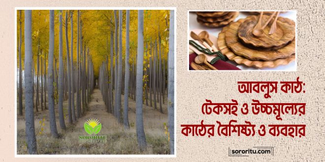 আবলুস কাঠ: টেকসই ও উচ্চমূল্যের কাঠের বৈশিষ্ট্য ও ব্যবহার