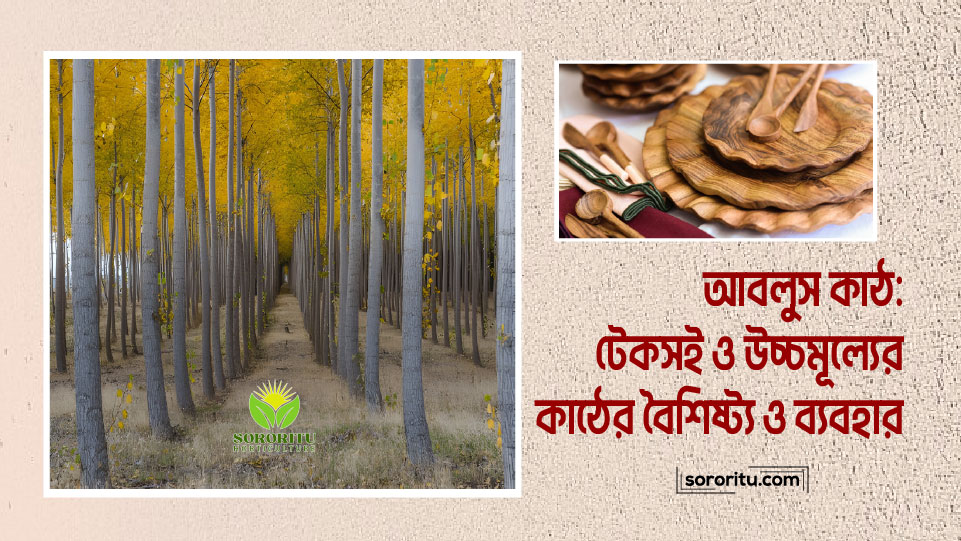 আবলুস কাঠ: টেকসই ও উচ্চমূল্যের কাঠের বৈশিষ্ট্য ও ব্যবহার