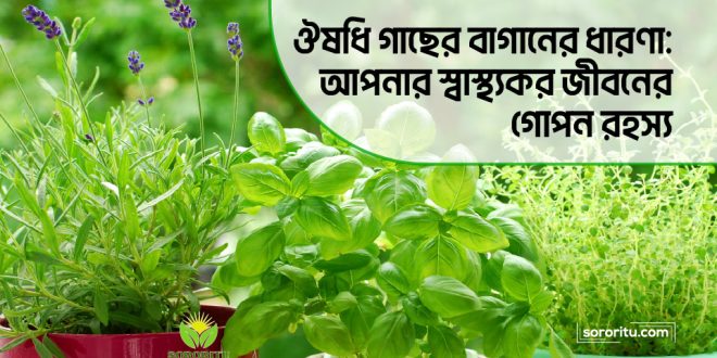 ঔষধি গাছের বাগানের ধারণা আপনার স্বাস্থ্যকর জীবনের গোপন রহস্য