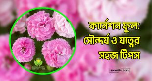 কার্নেশন ফুল: সৌন্দর্য ও যত্নের সহজ টিপস