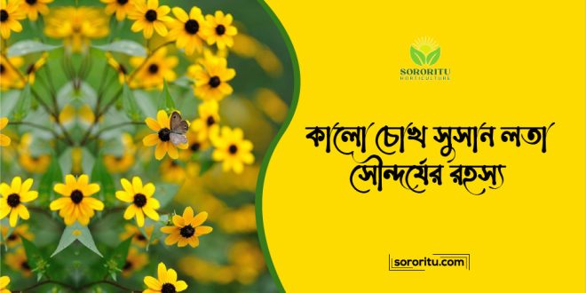 কালো চোখ সুসান লতা সৌন্দর্যের রহস্য