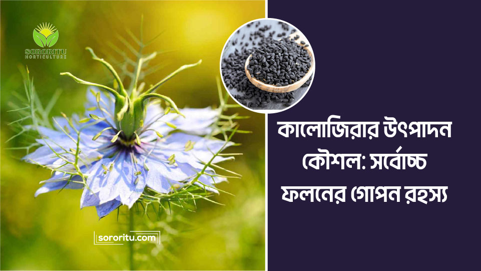 কালোজিরার উৎপাদন কৌশল: সর্বোচ্চ ফলনের গোপন রহস্য