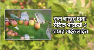 কুল গাছের চারা: সঠিক পরিচর্যা ও চাষের গাইডলাইন