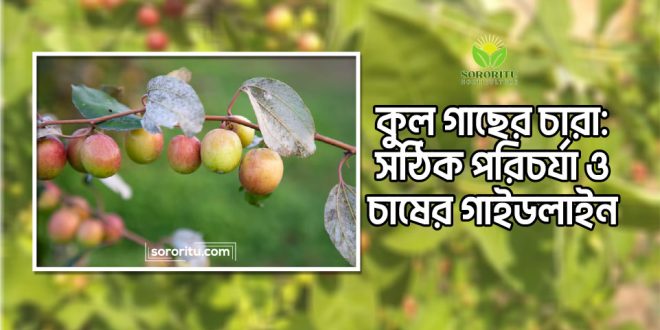 কুল গাছের চারা: সঠিক পরিচর্যা ও চাষের গাইডলাইন