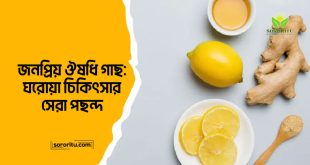 জনপ্রিয় ঔষধি গাছ: ঘরোয়া চিকিৎসার সেরা পছন্দ