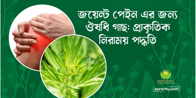 জয়েন্ট পেইন এর জন্য ঔষধি গাছ প্রাকৃতিক নিরাময় পদ্ধতি