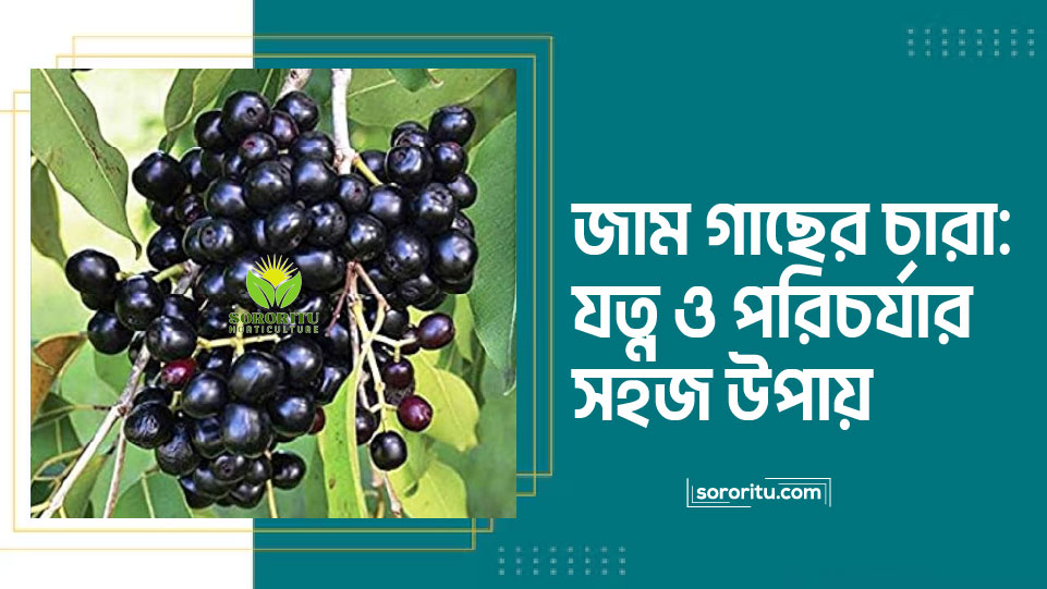 জাম গাছের চারা: যত্ন ও পরিচর্যার সহজ উপায়