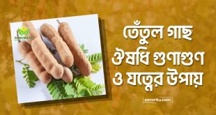তেঁতুল গাছ: ঔষধি গুণাগুণ ও যত্নের উপায়