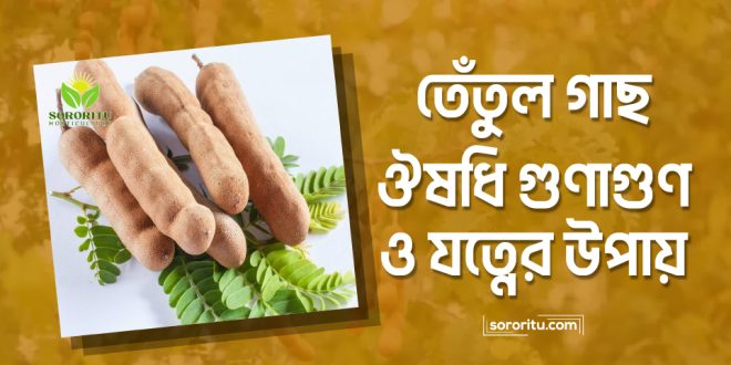 তেঁতুল গাছ: ঔষধি গুণাগুণ ও যত্নের উপায়