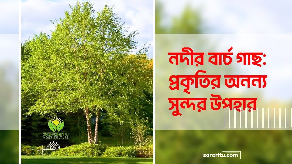 নদীর বার্চ গাছ: প্রকৃতির অনন্য সুন্দর উপহার