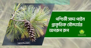 পশ্চিমী সাদা পাইন: প্রাকৃতিক সৌন্দর্যের অপরূপ রূপ