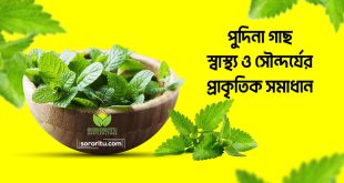 পুদিনা গাছ: স্বাস্থ্য ও সৌন্দর্যের প্রাকৃতিক সমাধান