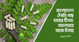 বাংলাদেশে ঔষধি গাছ চাষের টিপস সফলতার সহজ উপায়