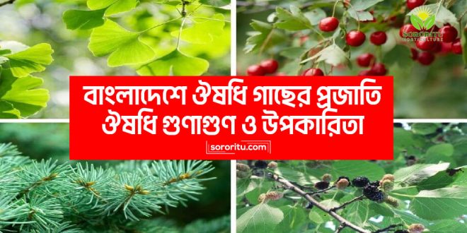 বাংলাদেশে ঔষধি গাছের প্রজাতি: ঔষধি গুণাগুণ ও উপকারিতা
