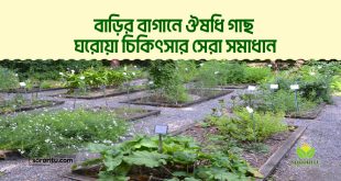 বাড়ির বাগানে ঔষধি গাছ : ঘরোয়া চিকিৎসার সেরা সমাধান