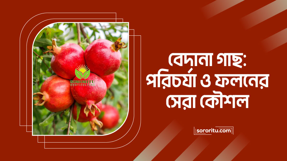 বেদানা গাছ: পরিচর্যা ও ফলনের সেরা কৌশল